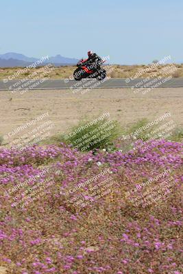 media/Mar-12-2023-SoCal Trackdays (Sun) [[d4c8249724]]/Turn 15 Inside Bloom (130pm)/